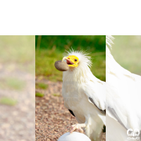 گونه کرکس مصری Egyptian Vulture